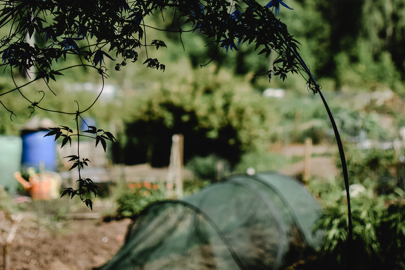 Allotment picture