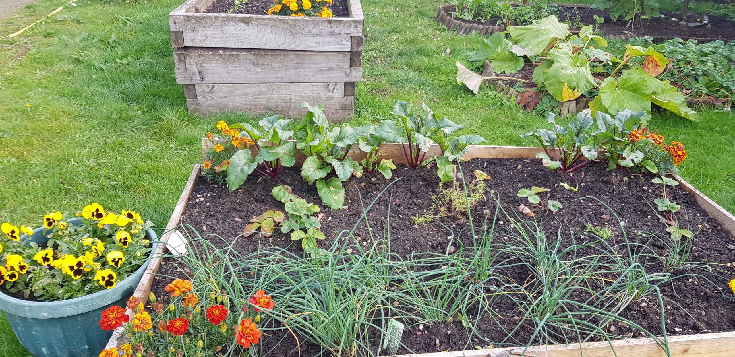 Gardening for Wellbeing