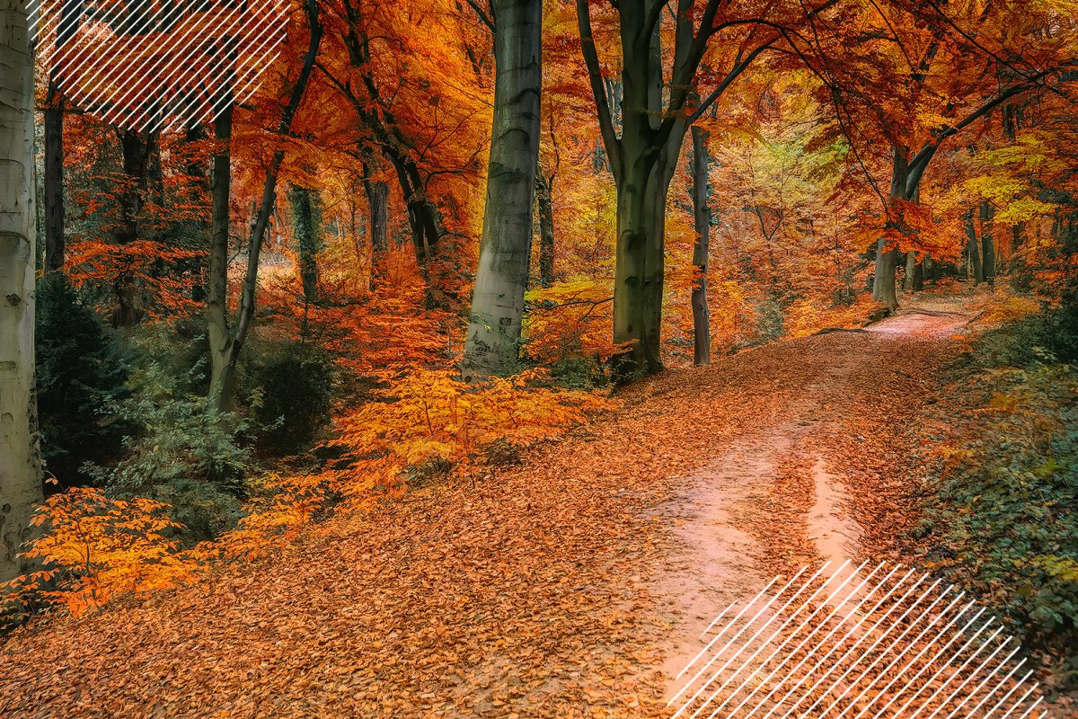 A scene of an autumn walking path