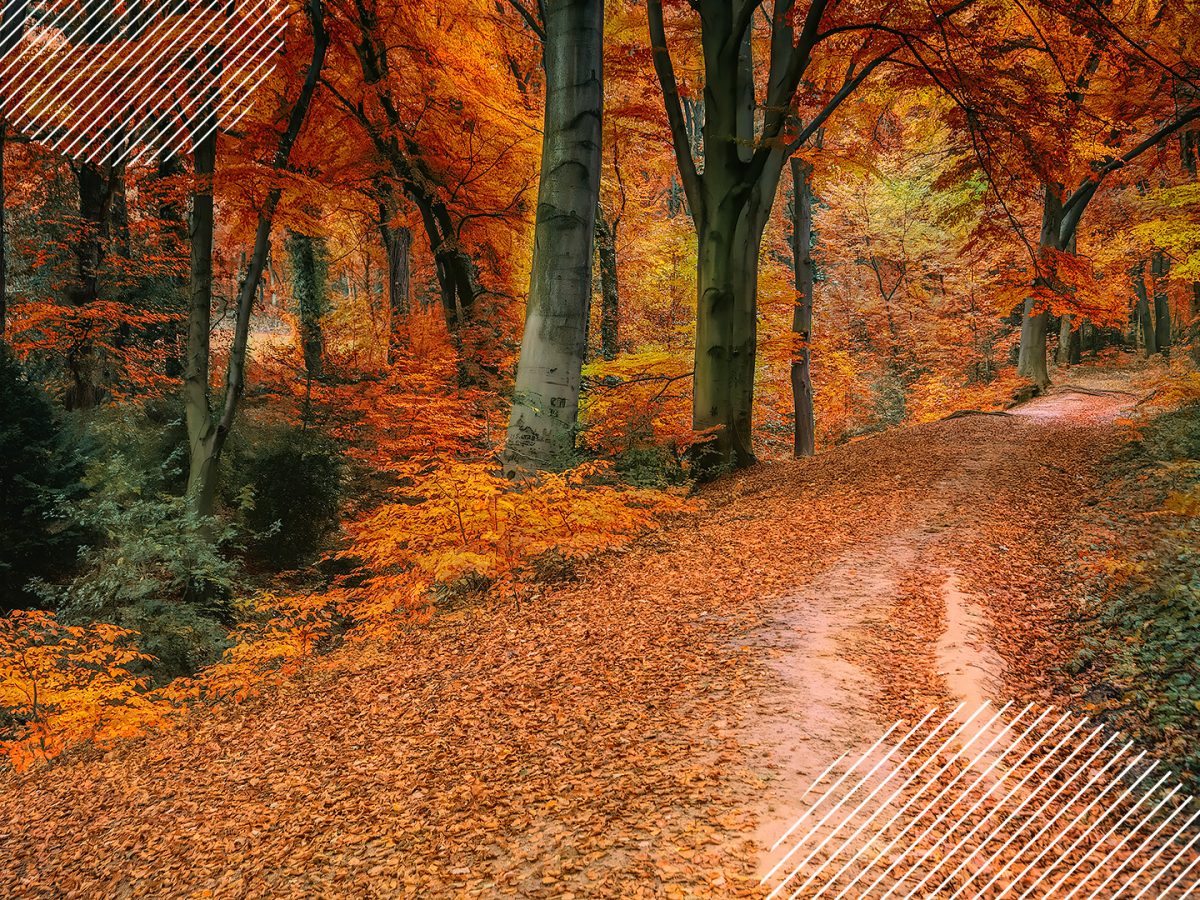 A scene of an autumn walking path