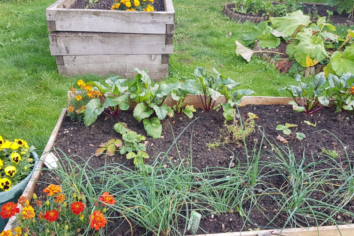 Gardening for Wellbeing