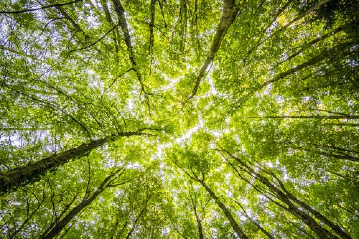 Forest perspective, looking upwards