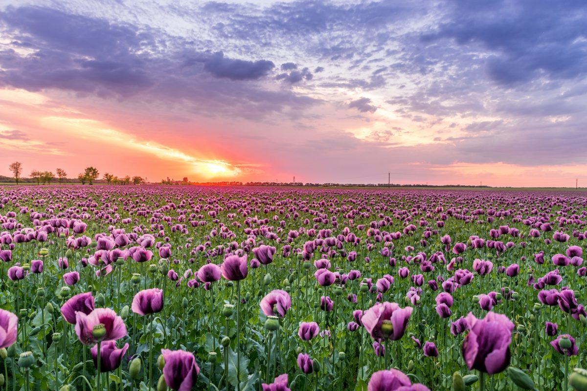 Volunteering with Compass